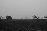 Which trees are coming, which are going