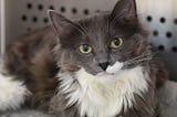 Benefits, Myths, and Risks of Self-Rehoming Pets
