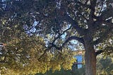 A year in the trees, with many questions