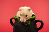 My Kitchen is a Del Webb for Community Minded Middle-Aged Mice