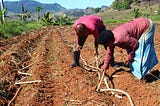 Fiji sugar farmers adapt to survive