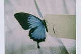 The Butterfly Effect