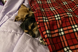 Embracing the Coziness: The Chihuahua Tucking Trend-chihuacorner.com
