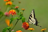 Be Like the Butterfly