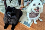On Aging Pets and Anticipatory Grief