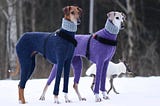 SIX TIMES GREYHOUNDS WORE SWEATERS BETTER THAN YOU