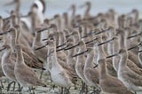 Cómo son y dónde viven las aves playeras