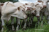 A group of light-colored cattle standing behind a wire fence in a grassy field. Several cattle face the camera while others stand close together with their heads turned in different directions. Tall grass and wild plants grow in the foreground, with trees and sky visible in the background.