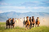 How a romanticized wild west influences wild horse conservation