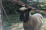 What I learned About Life From My Sheep