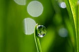 close-up of dew on grass, sunburst, spring greens, bokeh light | © pockett dessert, sunburst