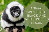 Animal Spotlight: Black and White Ruffed Lemurs