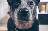 Australian Cattle Dog.