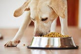 TYPES OF DOG FOODS