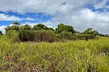 Invasive Species Are Threatening Hawai‘i’s Agricultural Future — Here’s What We Can Do About It