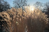 rushes in teh forground, list by a low winter sun by a lake