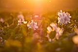 purple flowers in a sunny field