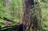 Walking among giants