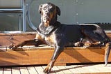 Your last breath: Saying farewell to our darling dog