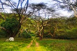 Exploring the Enchanting Charms of Nairobi, A Haven of Natural Beauty and Organic Delights