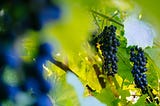 11 Things You Need to Know About Syrah Grape