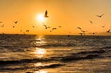 This image captures a serene sunset over the ocean with a flock of seagulls flying across the sky. The sun is low on the horizon, casting a golden glow over the water, and reflecting light off the gentle waves, creating a peaceful and picturesque coastal scene.