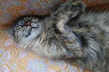 Buia, uma das gatas que vive aqui em casa, deitada de olhos fechados, dormindo