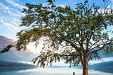 Person sitting under tree looking out onto a lake and mountains.