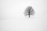A winter night’s silhouette