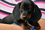 Humane Society of Broward County: HSBC & Mozes Victor Konig.