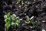 The Best Flowers and Vegetables to Start Seeding in March