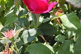 A Rose in Full Bloom