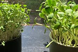 How I Grow Healthy Greens Indoors Year-Round With No Grow Lights