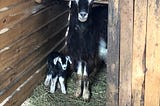 A Goat-Inspired Birth Plan, an Unintentional Introduction to Hypnobirthing