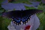 Black swallowtail butterfly