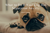 What to Do If Your Dog Has Separation Anxiety