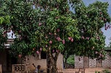‘’Mango Tree, Mango Tree’’…