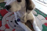 White mixed-breed dog with dachshund features gazing sideways while resting on rug.