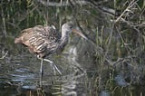 Lucky Limpkin Sighting