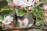 Apple blossoms and branches