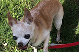Grant Me The Strength to Lay My Dog to Rest Soon