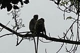 Pre-dawn shot of two monkeys sitting on a branch.