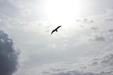 Freedom.