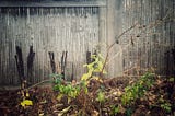 52-Week Photography Project: November 2024 Edition