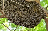 huge beehive makes the news