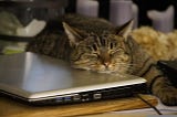 a very rich cat sleeping while algorithmic trading bots work for it
