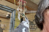 A white-faced gray cockatiel is riding on a woman’s shoulder.