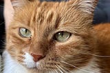 a red and white tabby cat