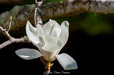 Filoli’s Beautiful Magnolias