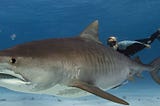 Sharks: their antibodies soon used to treat cancer?